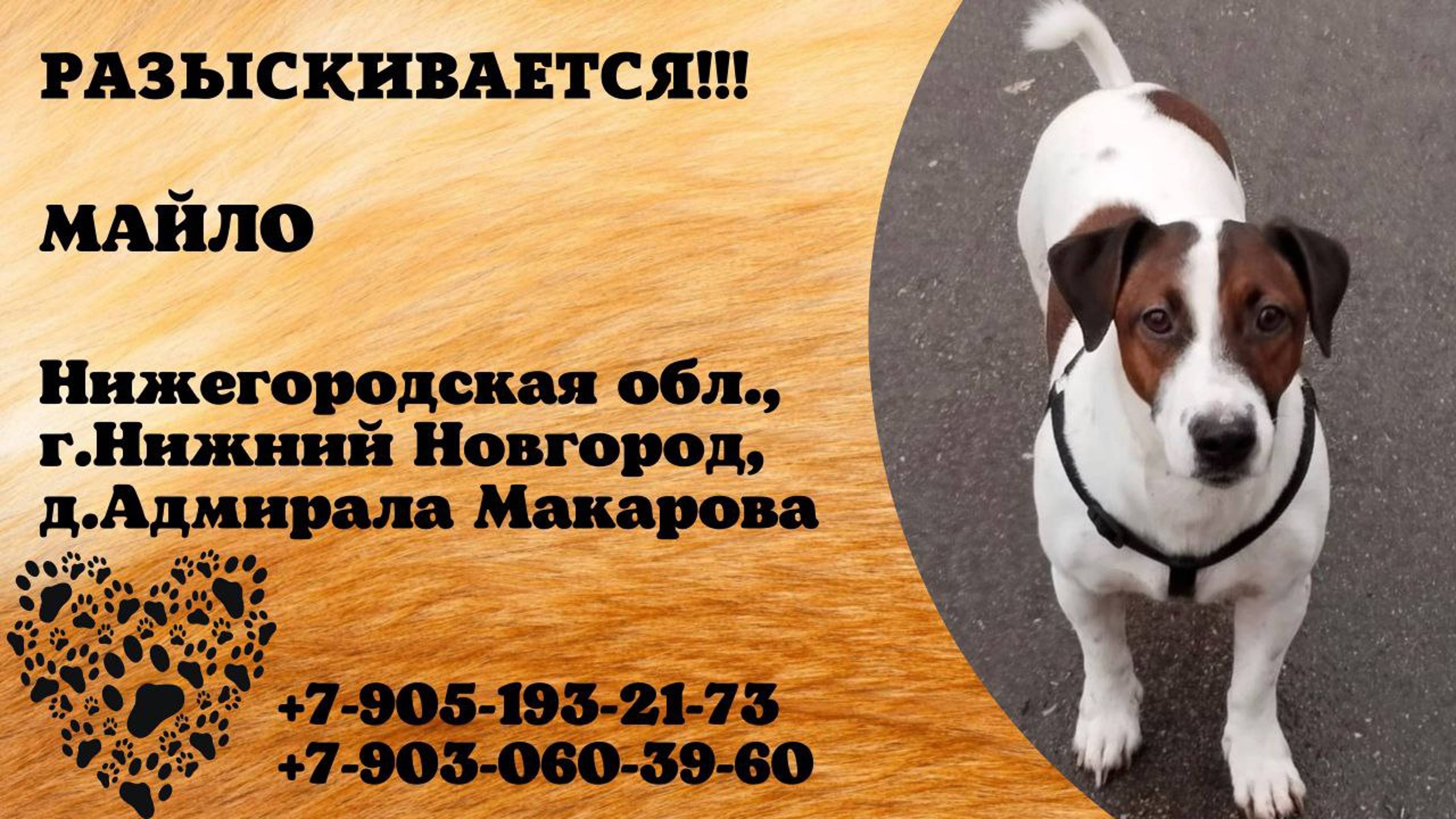 Пропала собака. МАЙЛО. Нижегородская обл, г.Нижний Новгород, д. Адмирала Макарова
