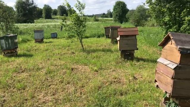 ПРИЕХАЛ НА ПАСЕКУ В ДЕРЕВНЮ