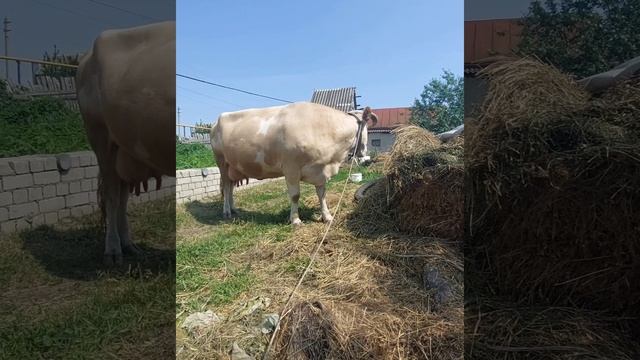 1000240252.mp4