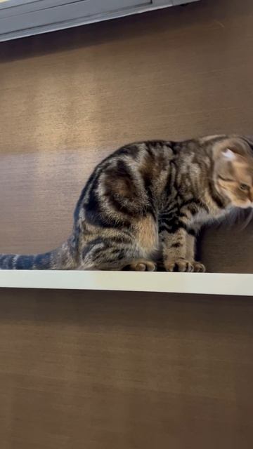 Забавная шотландская вислоухая кошечка 🐱