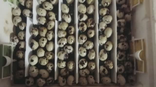 Закладка перепёлок на инкубацию