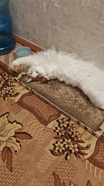 Тишке жарко #домашниеживотные #cat #кошки #прикольныекоты