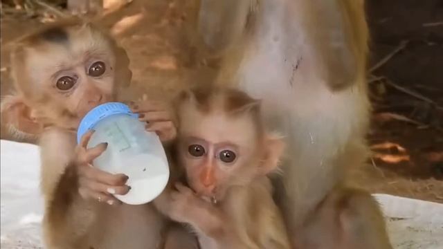 Обезьянки ТРИ нашли в лесу одних Всегда голодные Подкармливают МОЛОКОМ Уже ТРИ СОСКИ Милая доброта
