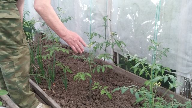 Томаты. Помидоры. Результат высадки томатов через 15 дней.