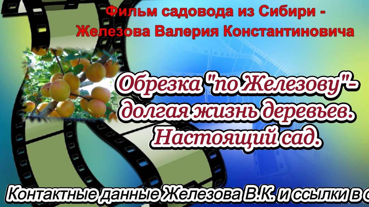 Обрезка по "Железову" - долгая жизнь деревьев. Настоящий сад.
