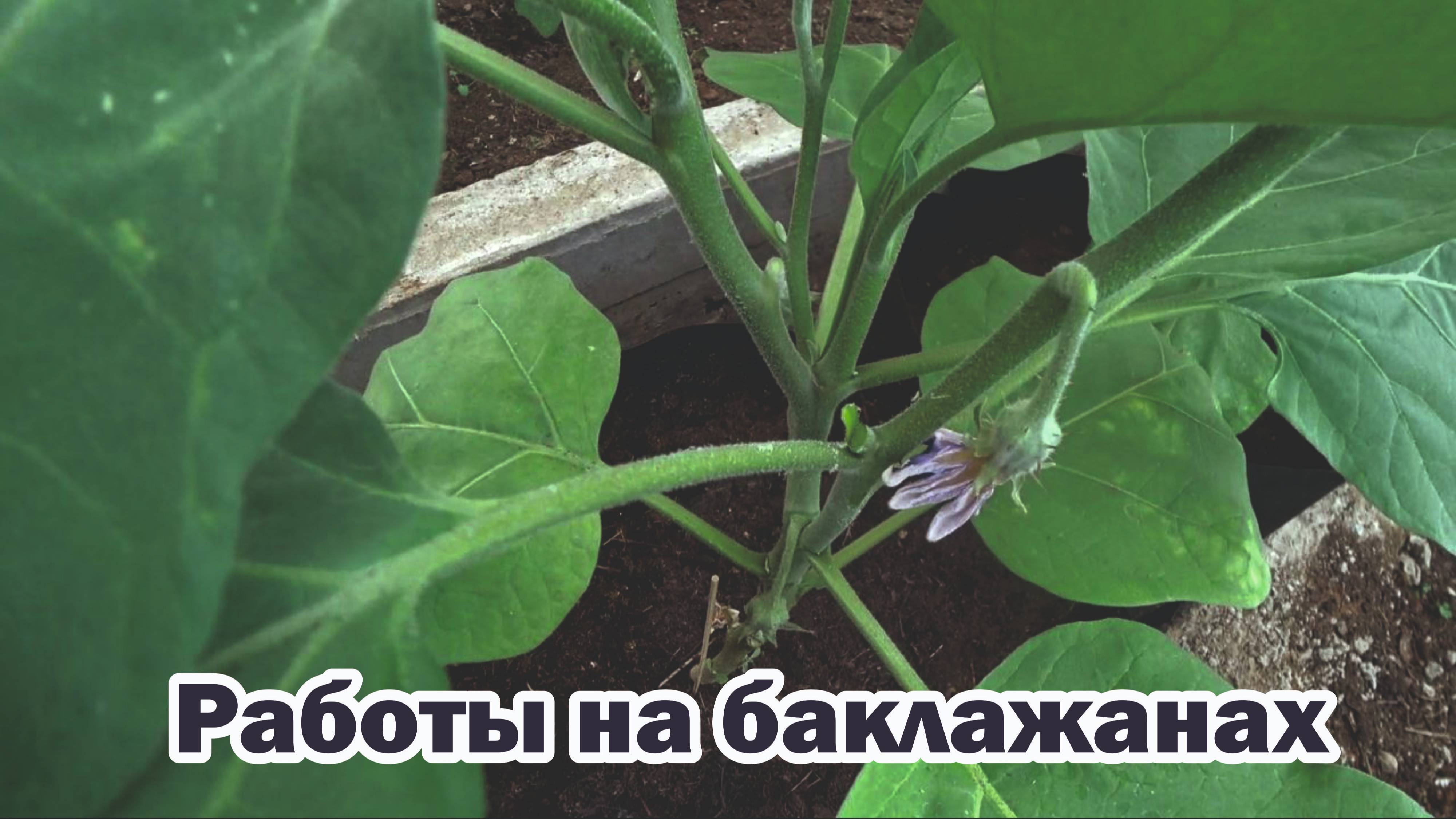 Июньские работы на баклажанах