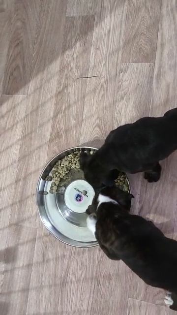 Моя любимая собака 🐶🐕