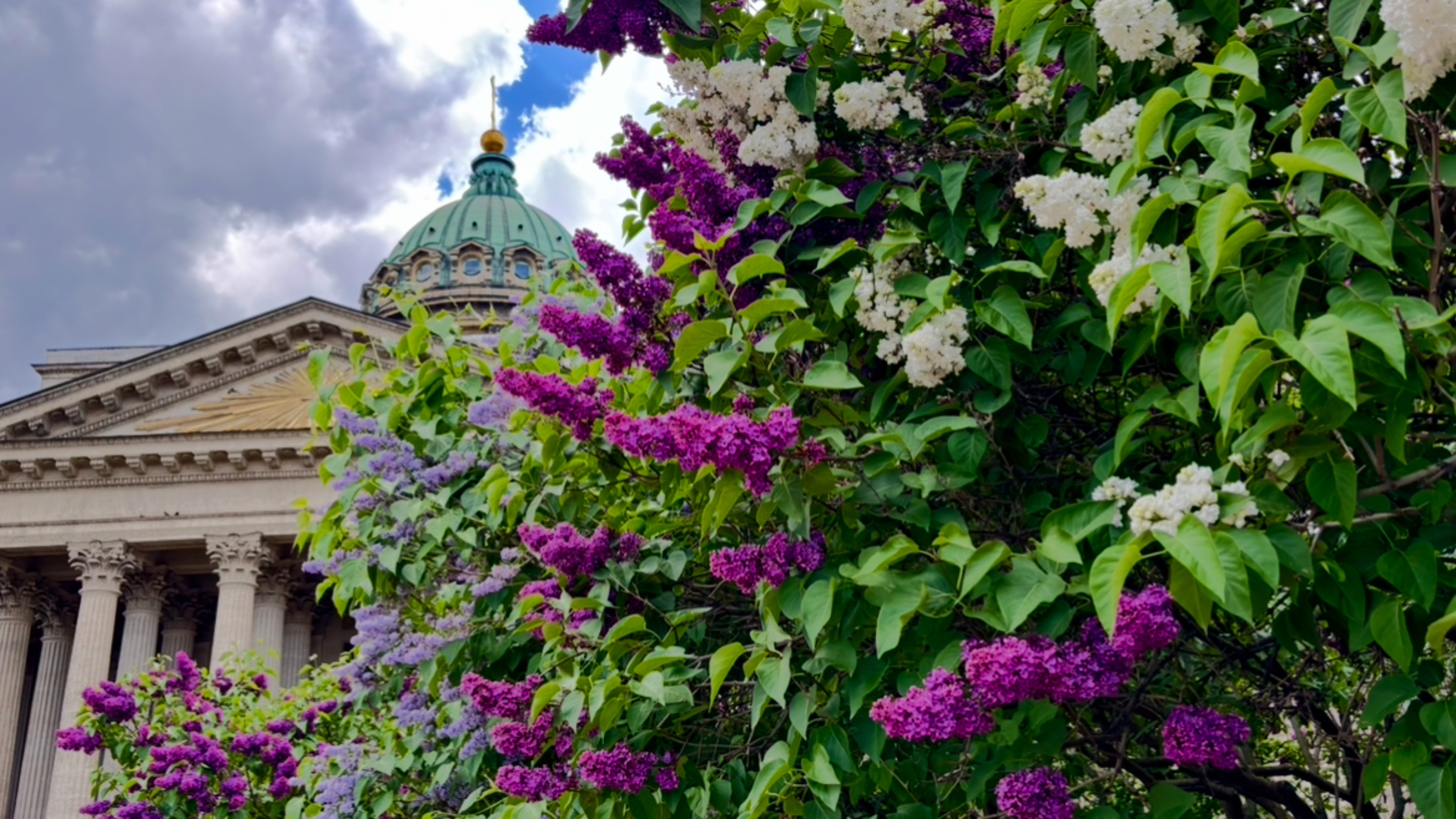 Цветущая сирень у Казанского собора в Санкт-Петербурге