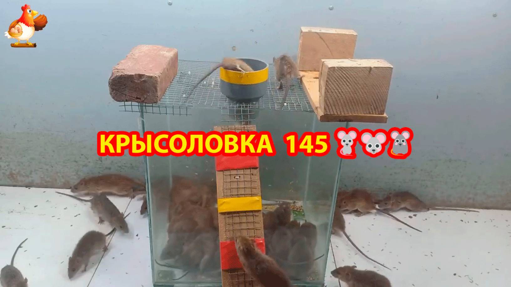 Крысоловка вариант (145) 🐀 Как сделать крысоловку своими руками и поймать кучу крыс 🐀🐁🐀