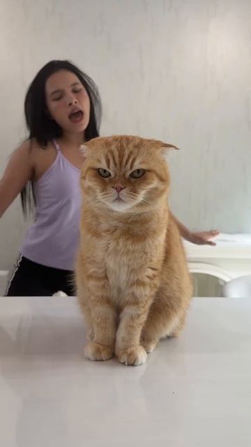 Девушка Поёт Сердитый Кот