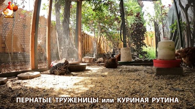 Куры несушки свободного выгула и их обычная куриная рутина – эпизод (421)