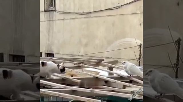 ОХОТА ЗА ПТИЦАМИ