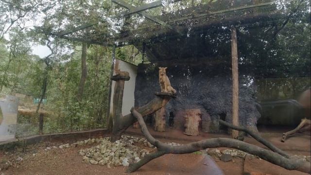 Заповедник Бондла. Индия . Мини обзор экскурсия по зап?