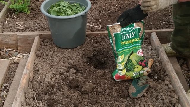 Как правильно высадить рассаду огурцов чтобы получить ранний урожай. Это правильно и грамотно.