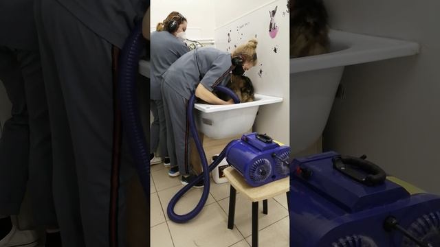 30.01.2020 г Салон " Котенок Гав".