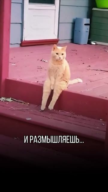 Поддерживаем вас Юмором каждый день!