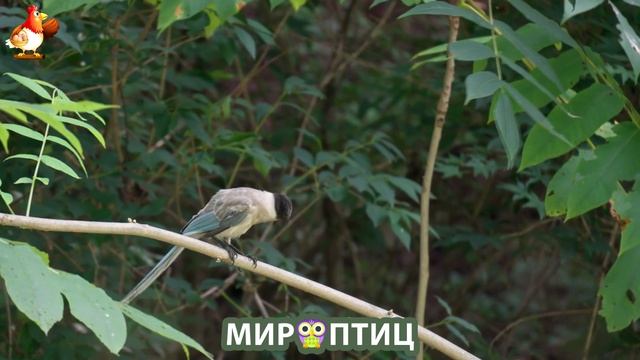 Мир птиц – красота и грация пернатых созданий Природы 🦩🦚🦜 Выпуск (194) 🦉🐦🐤