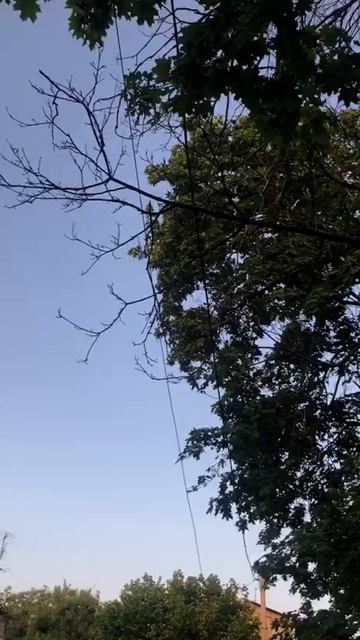 Сухое дерево может упасть в Мариупольском переулке
