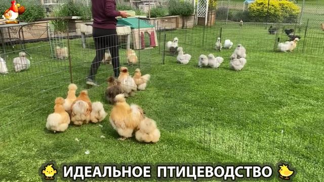 Идеальное птицеводство достойно восхищения 🐓🦆🦢🦚🦃🐔 эпизод (237)