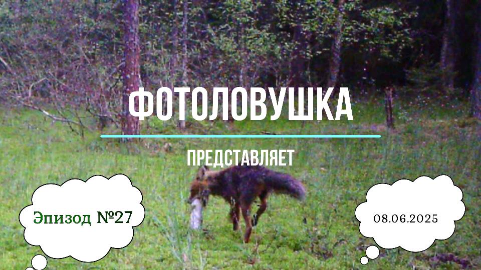 Фотоловушка представляет. Эпизод 27.