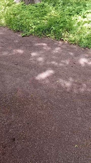 Встретили Друга 🐿️