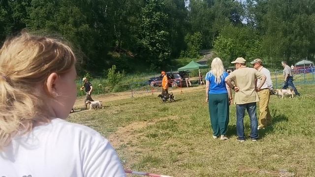 131 Московская областная Выставка охотничьих собак. 7.06.25 г. Ринг старшей группы кобелей.