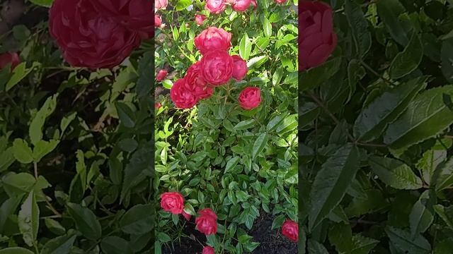 Роза Костера- обильно  и долгоцветущая