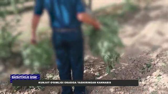 Kunjut o'simligi orasida yashiringan kannabis