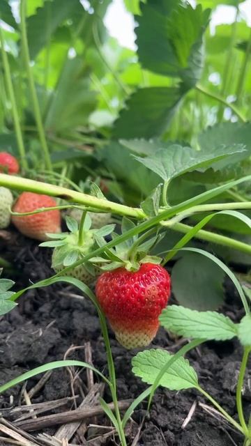 🍓 Наша клубника — настоящий вкус лета !🍓