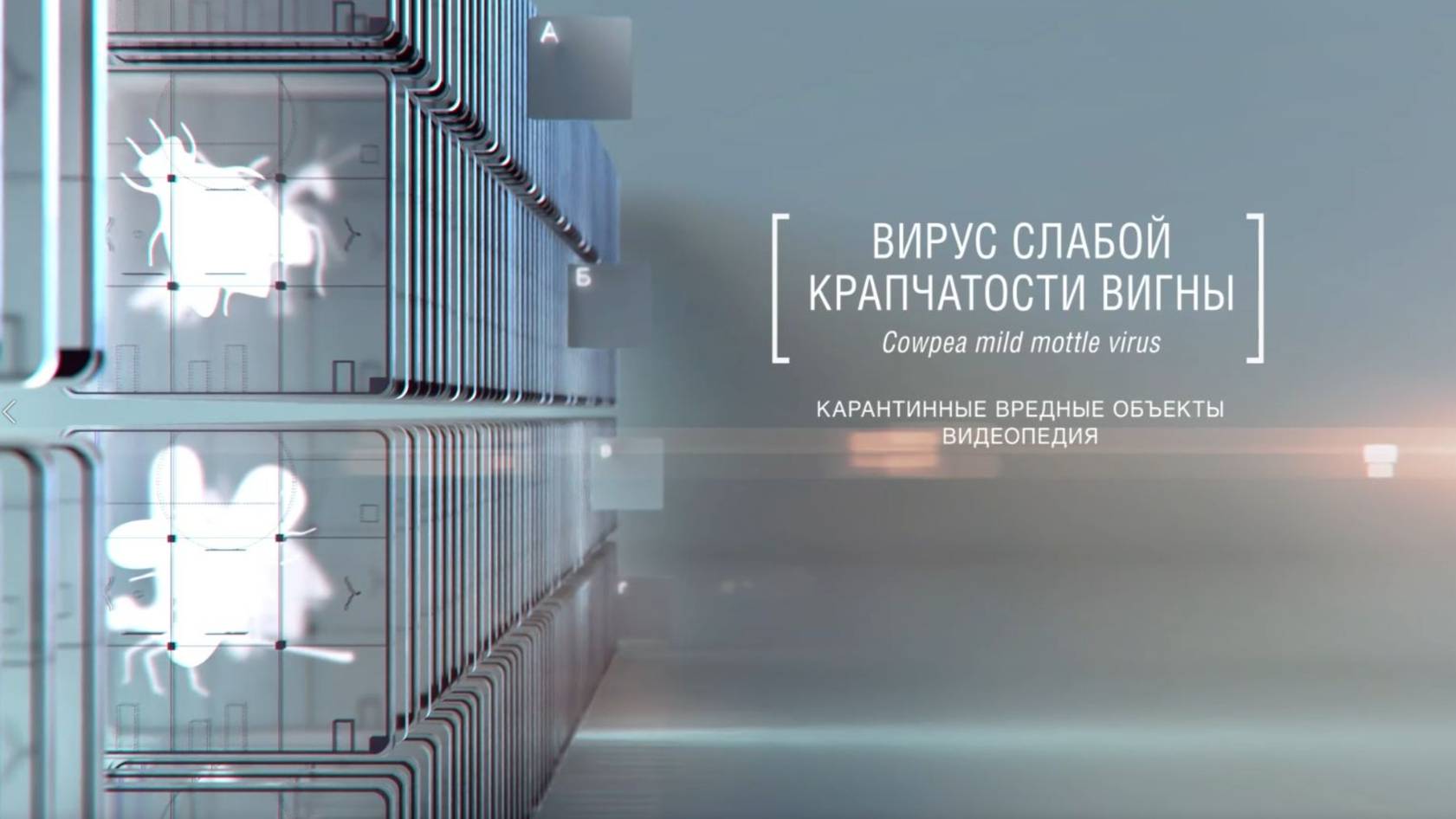 Вирус крапчатой мозаики вигны Cowpea mild mottle virus