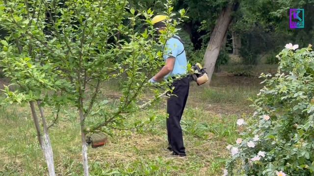 В Керчи ухаживают за растениями