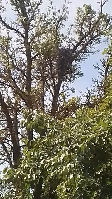 VID_20250609_095553.mp4