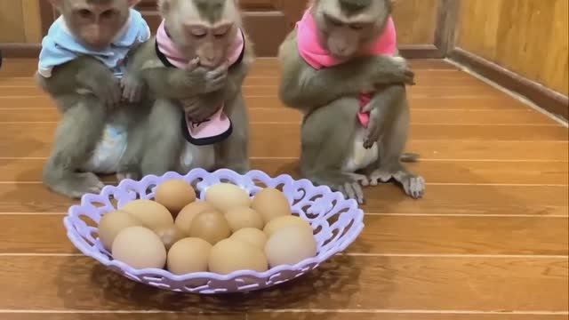 Обезьянки едят яйца Чистить не умеют СНАЧАЛА МЕДИТИРУЮТ