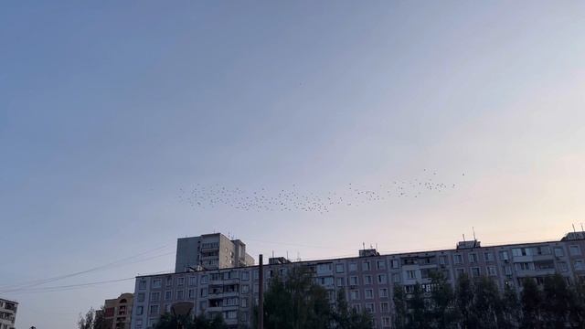 Стая птиц в посёлке Горки 10