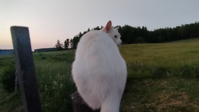дарки и коржик 09-06-2025