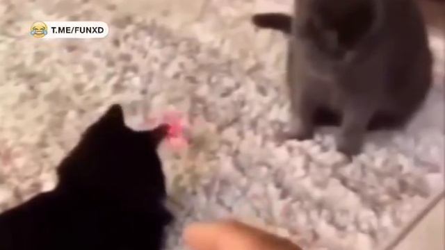 Кот, которому удалось выйти из матрицы🤣