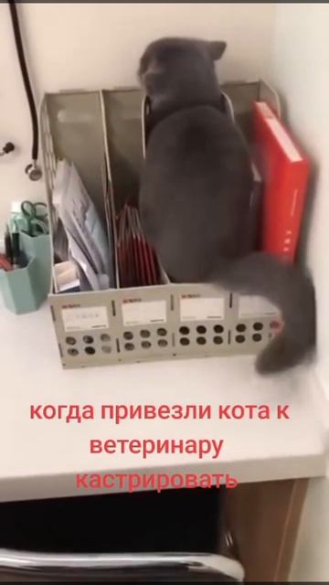 Не заметят!!☺️☺️#юмор #приколы #кот #врач #shorts