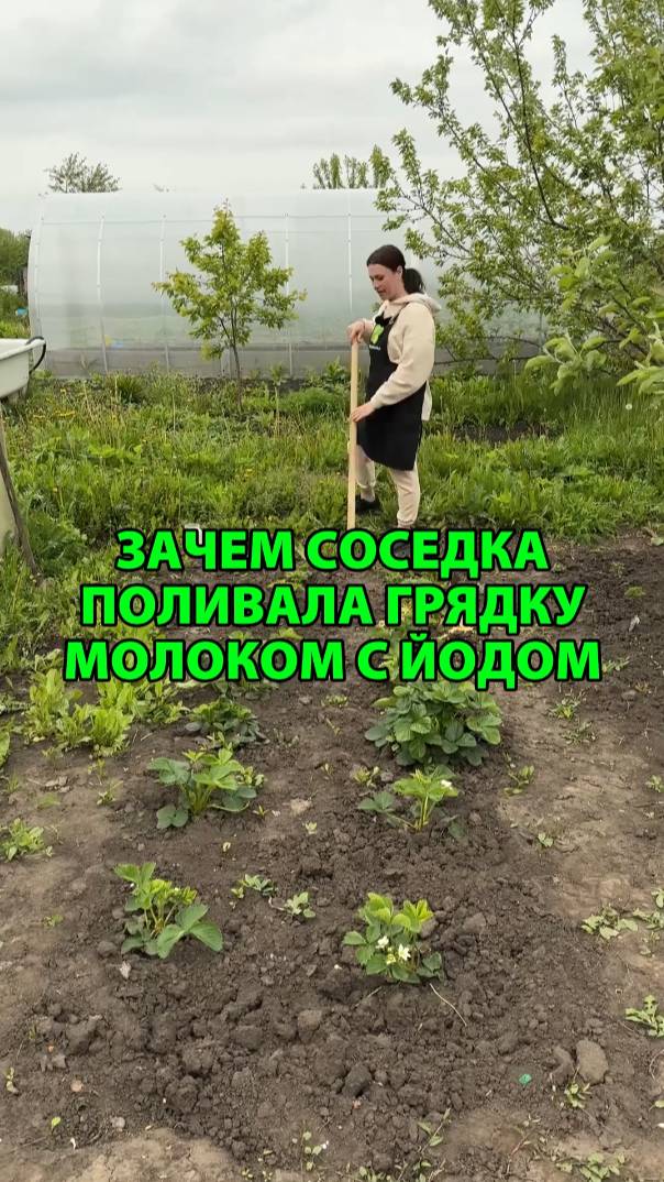 Зачем соседка поливала грядку молоком с йодом
