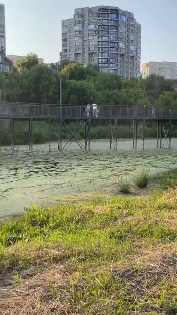 Тропа здоровья, утки с утятами если плавают по этим зарослям тины