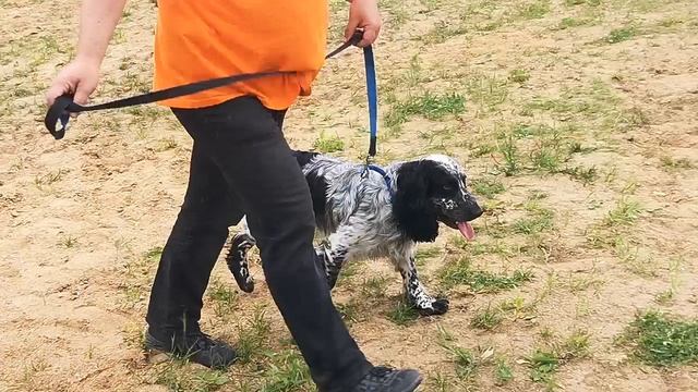 Ринг кобелей средней группы на Московской выставке охотничьих собак. Спаниели