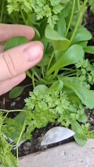 Бэби салат Бургундия смесь.