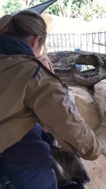— У тебя есть вомбат?