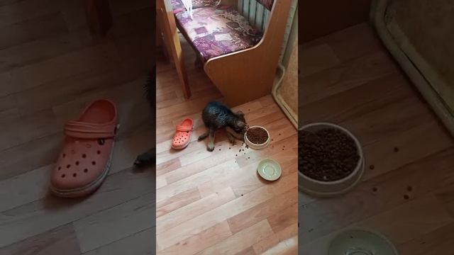 У Бакса счастье  . 
И сыт. И помыт. 
А скоро будет привит.
