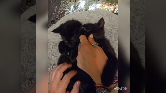 вашему вниманию представляются #наина и #черномор
#злишко #всемкота