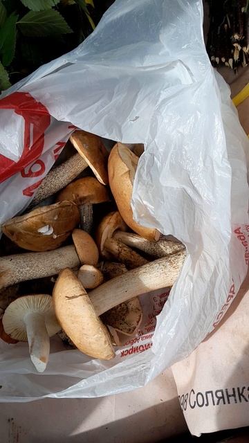 Веников берёзовых наготовили, грибов насобирали.