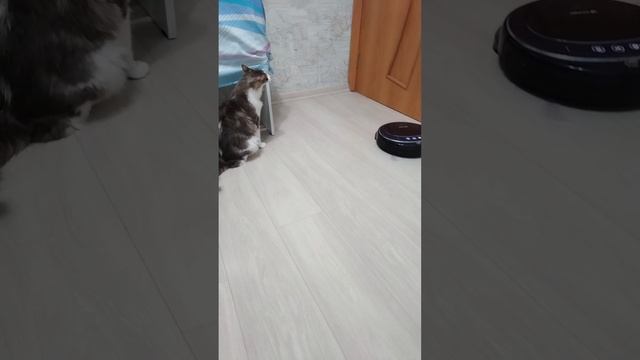 Сэм и робот-пылесос