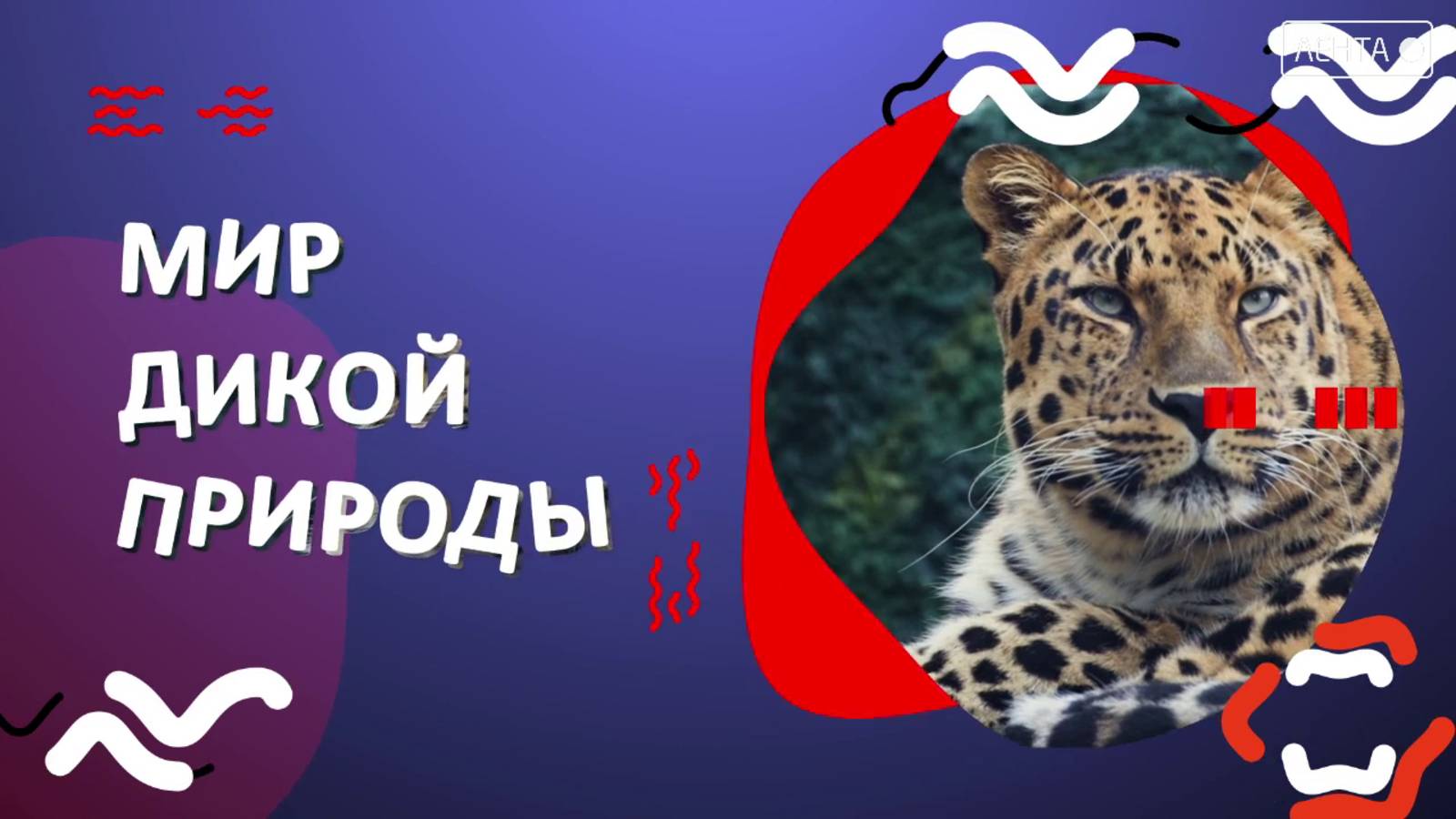 Мир дикой природы. Лучшее место стоит застолбить заранее!