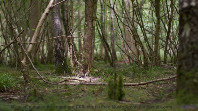 Леса манят сильнее, когда сопровождает такой саунд - If You Waited -- Ketsa -- Growth