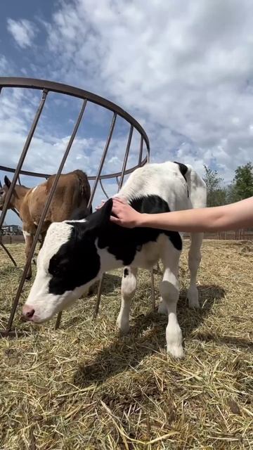 🐮 Доброе утро от наших бурёнок!