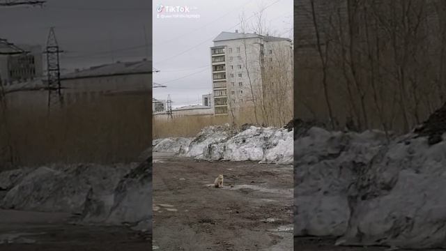 6351d646-7c94-4c1d-8b7d-3d7b78126caa-watermark.mp4 Елена Дружиненко Воркута